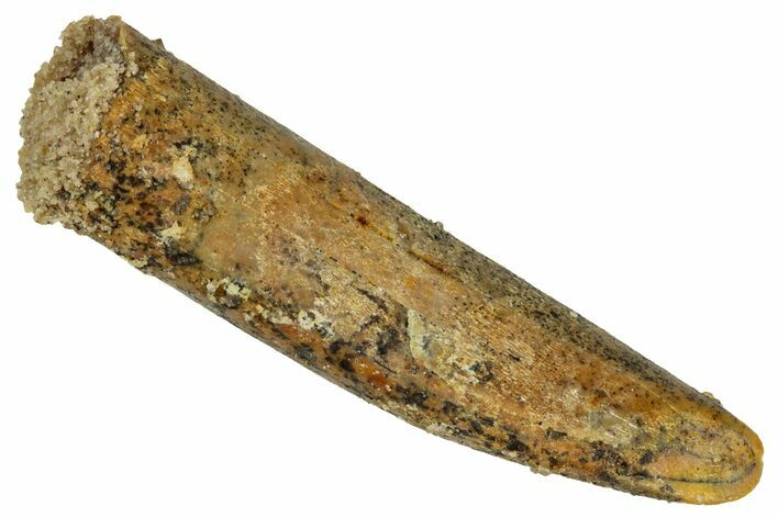 Fossil Sauropod Dinosaur (Titanosaur) Tooth - Morocco #329042